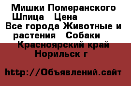 Мишки Померанского Шпица › Цена ­ 60 000 - Все города Животные и растения » Собаки   . Красноярский край,Норильск г.